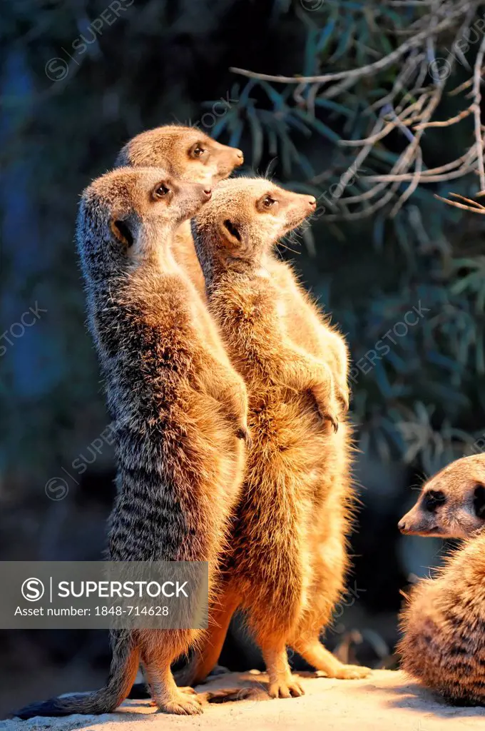 Group of young Meerkats or Suricates (Suricata suricatta), Stuttgart, Baden-Wuerttemberg, Germany, Europe