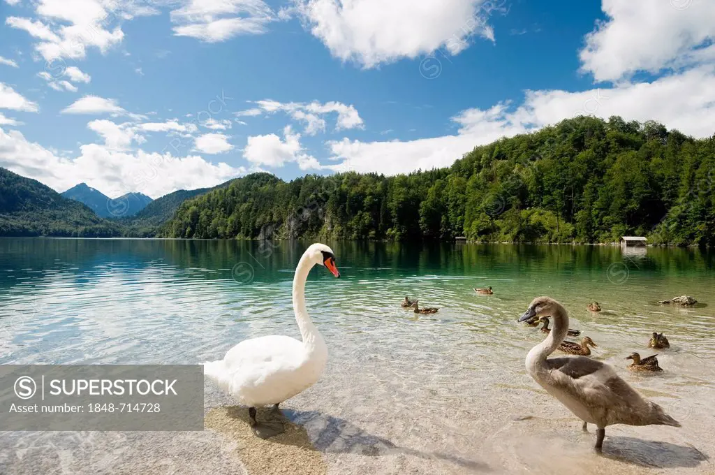 Swan, goose and duck, Lake Alpsee near Fuessen, Allgaeu, Bavaria, Germany, Europe