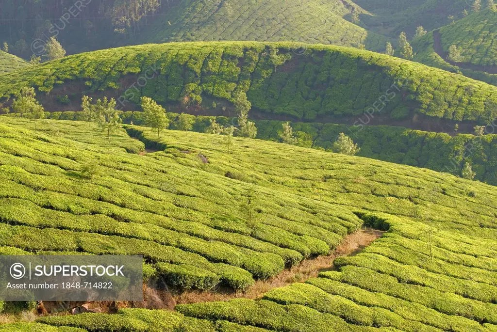 The tea gardens of Munnar in the Western Ghats in Kerala, India, Asia