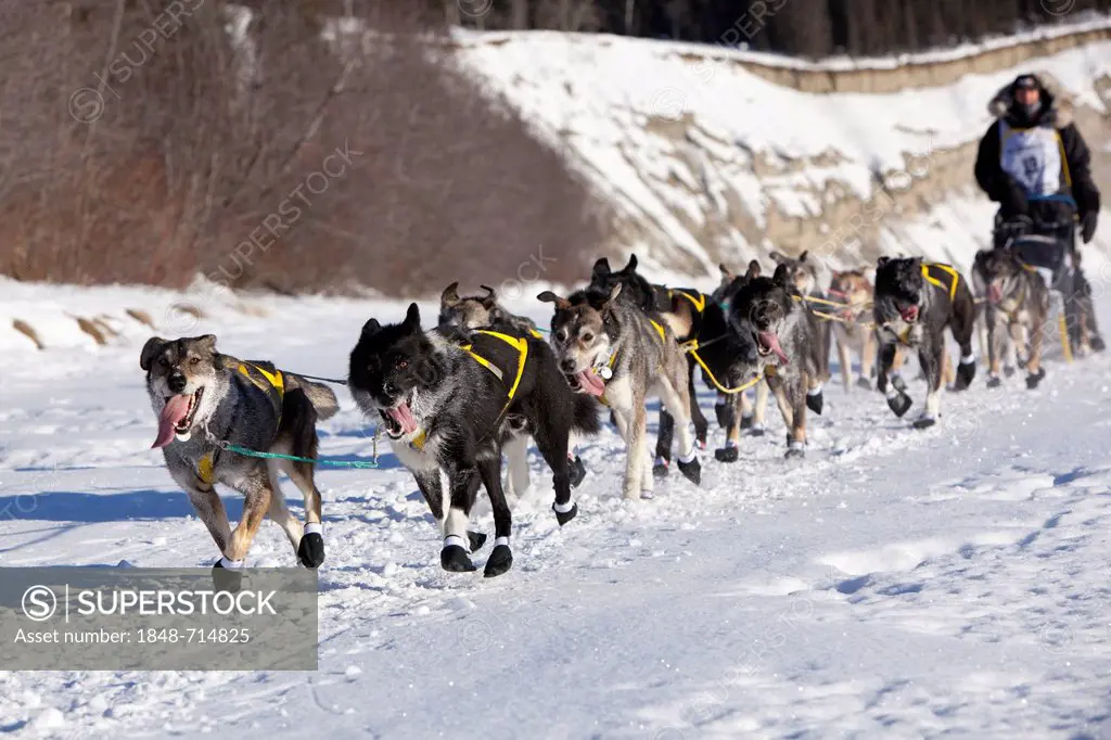 Running dog team, sled dogs of 4 time champion musher Hans Gatt, mushing, Alaskan Huskies at the start of the Yukon Quest 1, 000-mile International Sl...