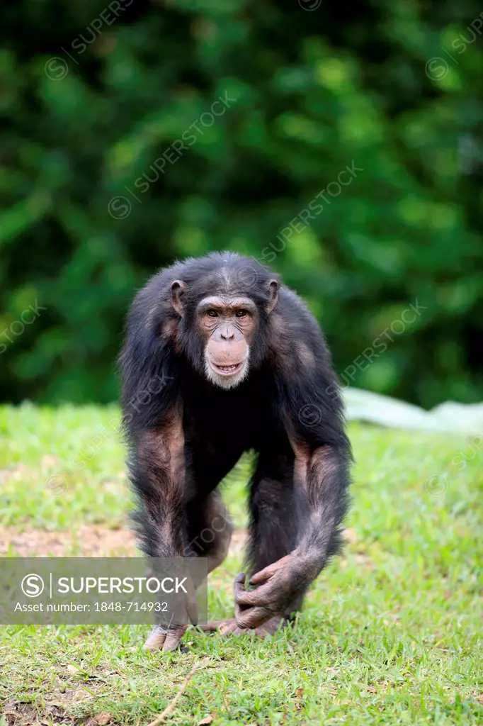 Chimpanzee (Pan troglodytes troglodytes), subadult, captive, Florida, USA