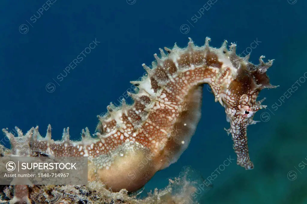 Thorny Seahorse (Hippocampus histrix), Great Barrier Reef, UNESCO World Heritage Site, Queensland, Cairns, Australia, Pacific Ocean