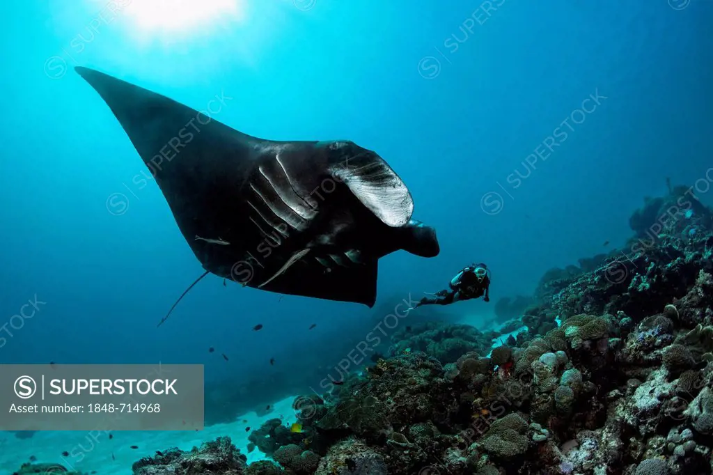 Scuba diver observing a black Manta Ray (Manta birostris) swimming above a coral reef, Great Barrier Reef, UNESCO World Heritage Site, Queensland, Cai...