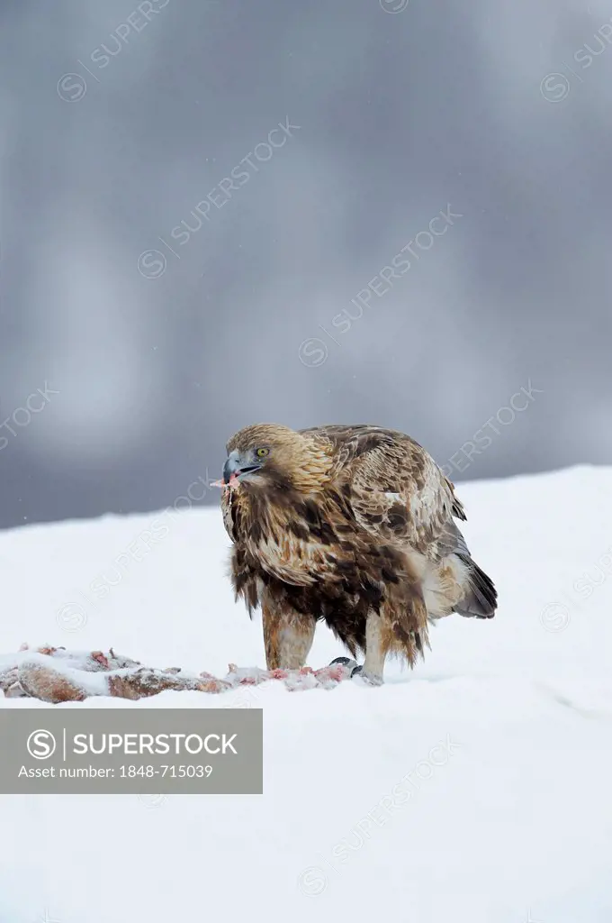 Golden Eagle (Aquila chrysaetos), eating at a bait site, Sinite Kamani Nature Park, Bulgaria, Europe