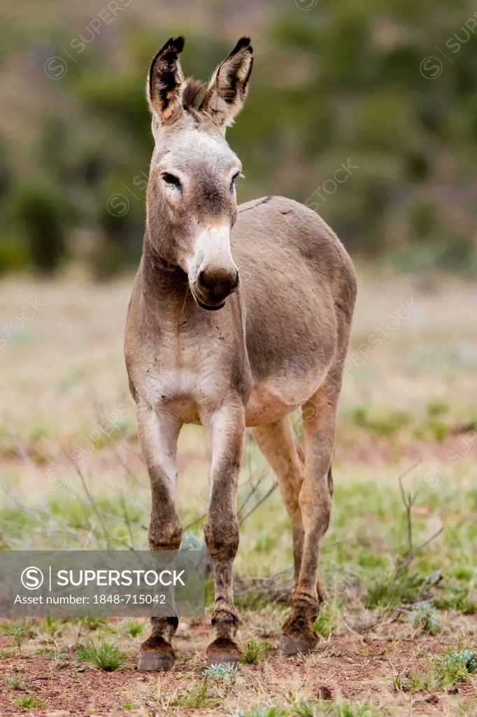 Wild donkey (Equus asinus), Northern Territory, Australia