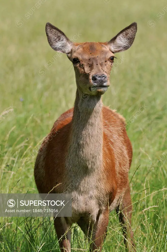Red deer (Cervus elaphus), doe, hind, state game reserve, Lower Saxony, Germany, Europe, PublicGround