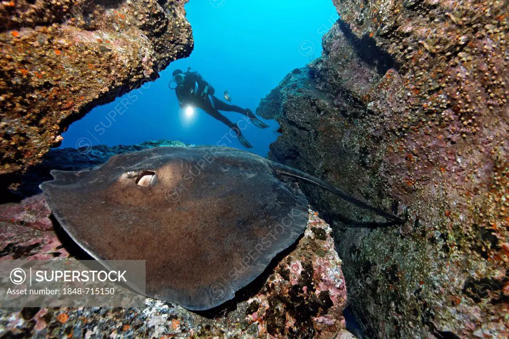 Diver with torch watching a Common Stingray (Dasyatis pastinaca), in rocky reef, Madeira, Portugal, Europe, Atlantic Ocean