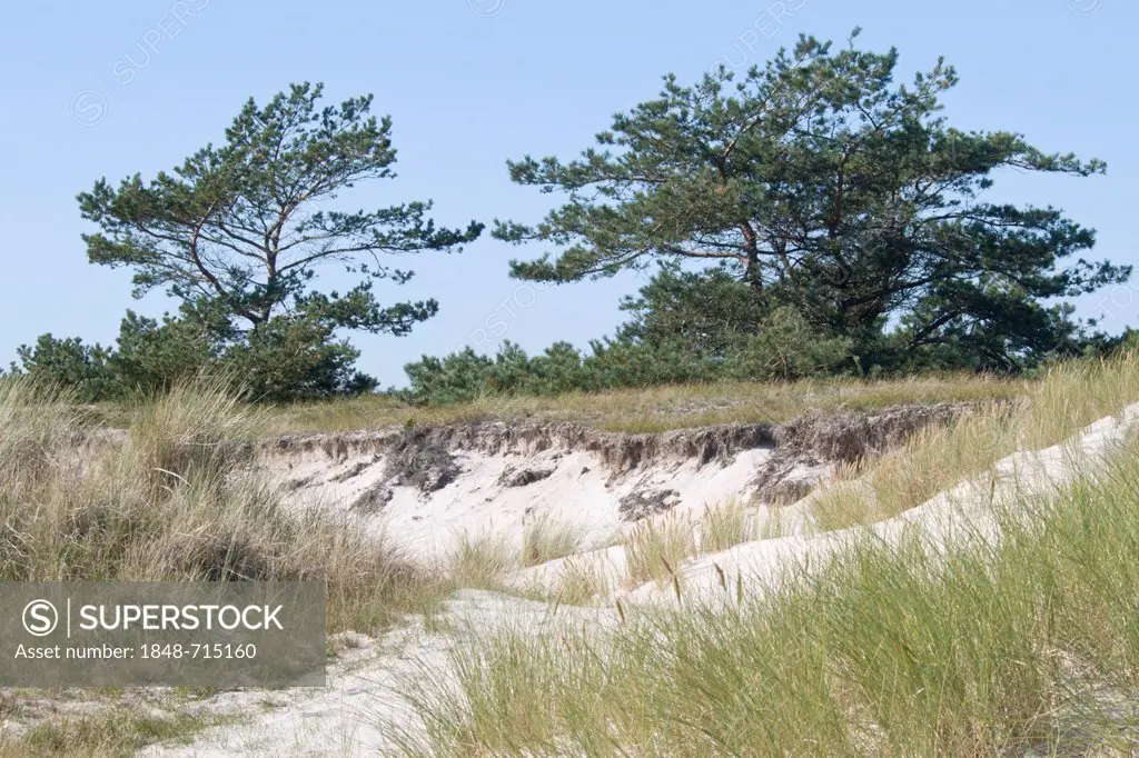 Pine trees (Pinus sylvestris), dunes, Darsser Ort, Mecklenburg-Western Pomerania, Germany, Europe