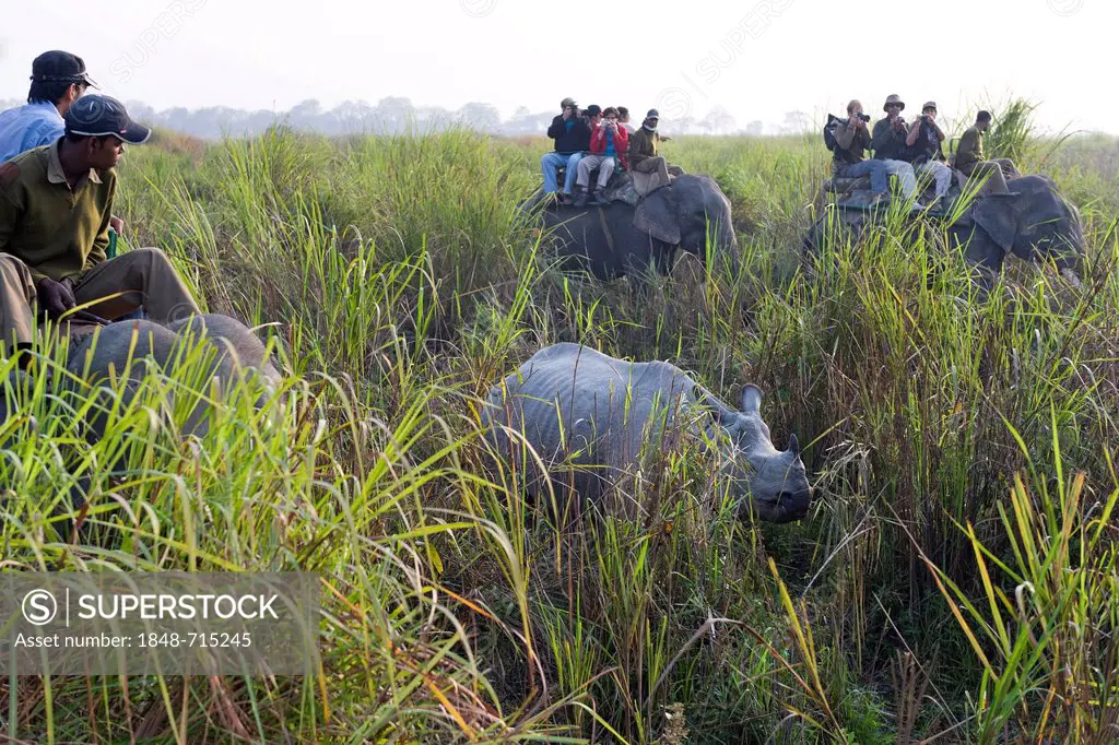 Rhino or Rhinoceros sighting during a morning elephant safari, Kaziranga National Park, Assam, Northeast India, India, Asia