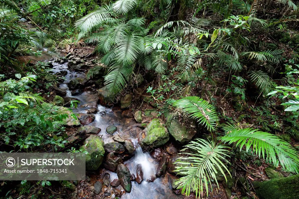 Creek in a rainforest, Daintree National Park, northern Queensland, Australia