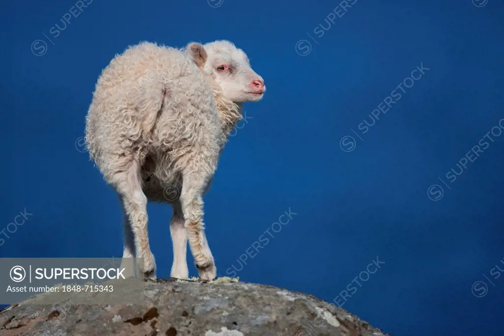 Domestic Sheep (Ovis orientalis) on a rock, Westfjords, Iceland, Europe