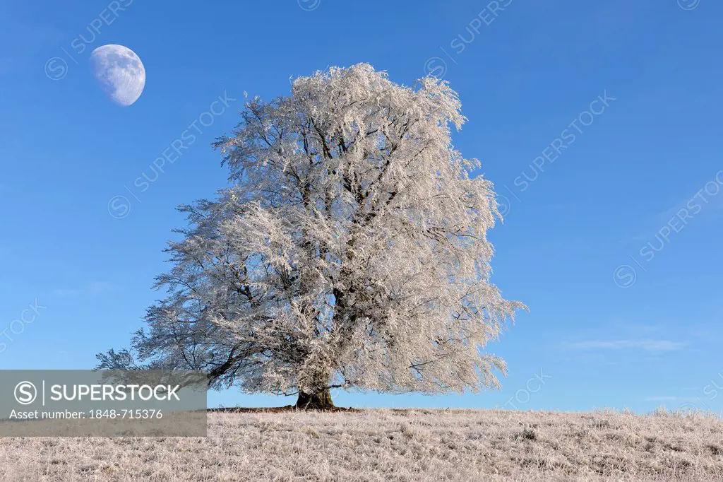 European Beech or Common Beech (Fagus sylvatica), moon, winter landscape, Swabian Alb, Baden-Wuerttemberg, Germany, Europe, composing