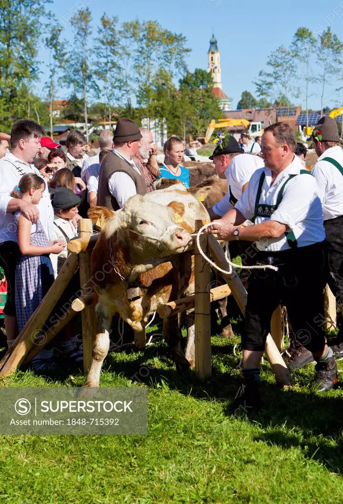 Herding together of cows in the village, ceremonial driving down of cattle from the mountain pastures, Pfronten, Ostallgaeu district, Allgaeu region, ...