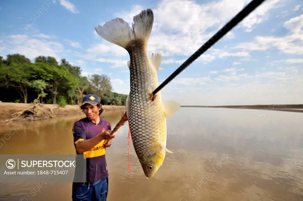 Young man from the indigenous Wichi Indians tribe fishing with a spear in the Pilcomayo river, La Curvita Indigena community, Gran Chaco, Salta, Argen...