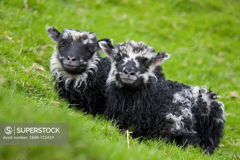 Lambs on Sheep Island, Faroe Islands, island group in the North Atlantic, Denmark, Northern Europe