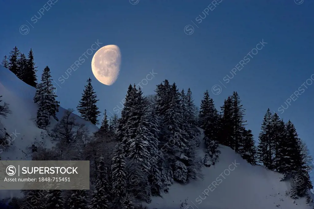 Moon over a snow-covered mountain forest, Unterjoch, Allgaeu, Bavaria, Germany, Europe
