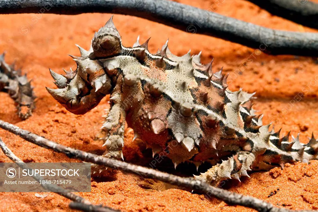 Thorny devil, thorny lizard (Moloch horridus), Northern Territory, Australia
