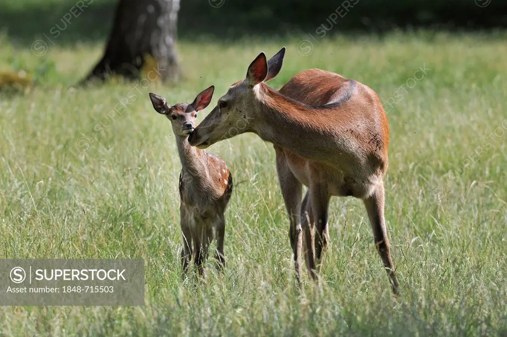 Red deer (Cervus elaphus), doe, hind, with fawn, state game reserve, Lower Saxony, Germany, Europe, PublicGround