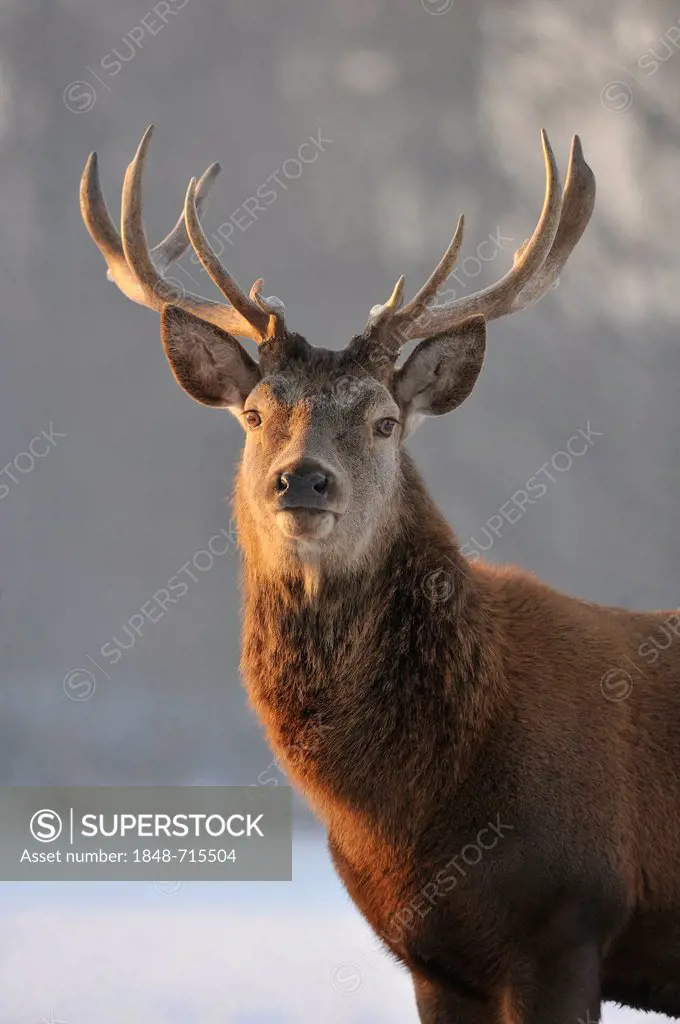Red deer (Cervus elaphus), state game reserve, Lower Saxony, Germany, Europe, PublicGround