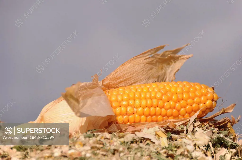 Corn cob lying on a harvested cornfield, maize, corn (Zea mays)