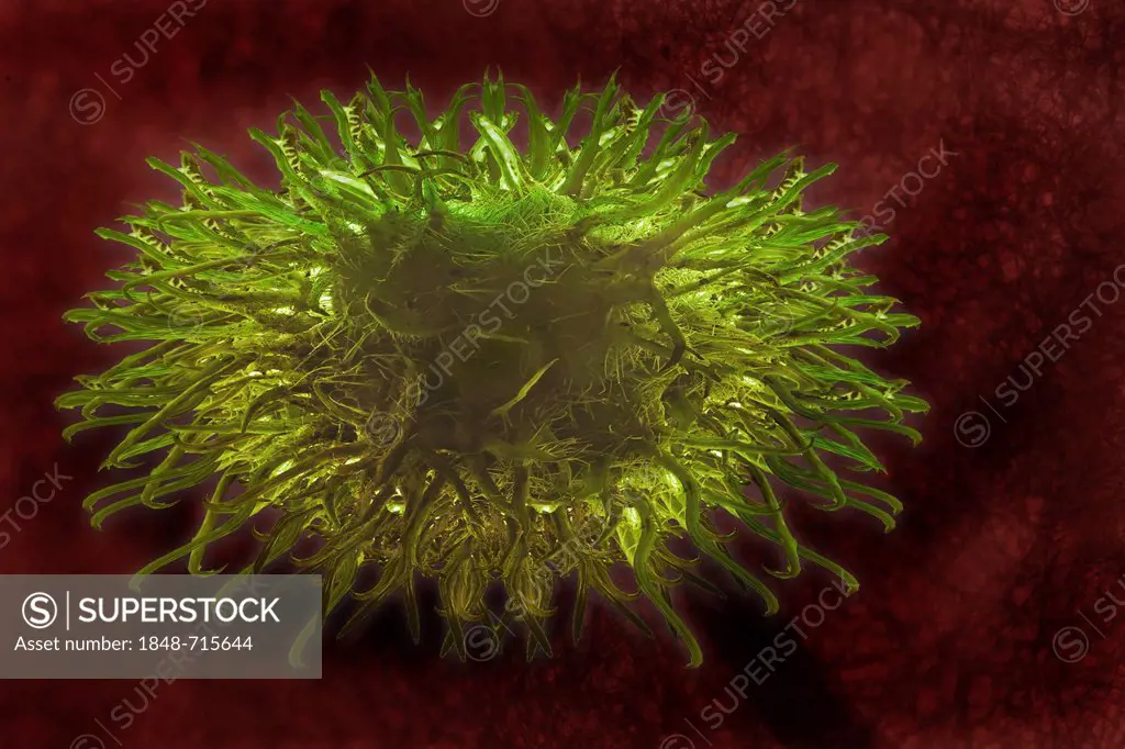 Dendritic cell of the immune system, illustration