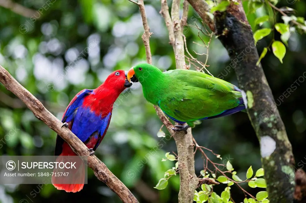 Eclectus Parrots (Eclectus roratus), courting couple, rainforest, Cape York Peninsula, northern Queensland, Australia