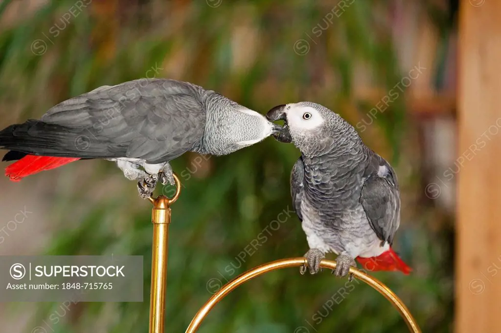 African grey parrots (Psittacus erithacus) in apartment, feeding each other