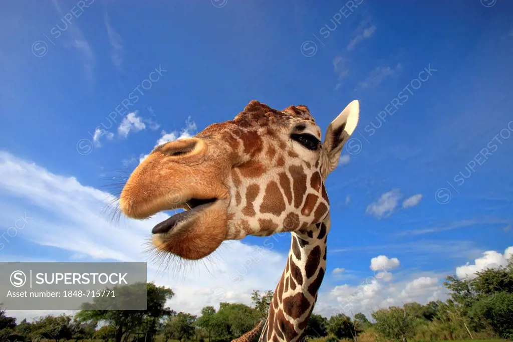 Reticulated Giraffe (Giraffa camelopardalis reticulata), adult, portrait, in captivity, Florida, USA