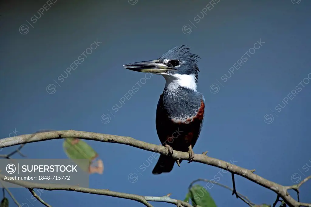 Ringed Kingfisher (Ceryle torquata), adult, perched on branch, Pantanal, Brazil, South America
