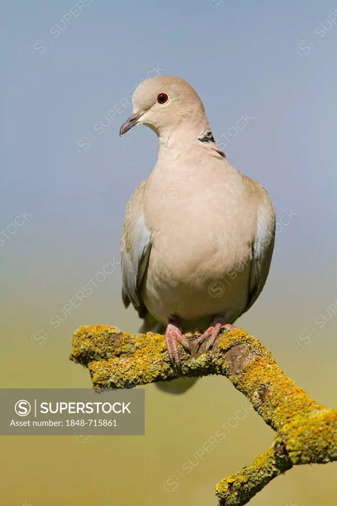 Collared dove (Streptopelia decaocto), perching, south-east England, United Kingdom, Europe