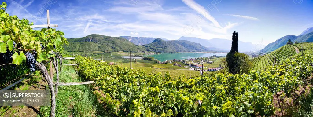 Vineyards at Kalterere Lake, Alto Adige, Italy, Europe