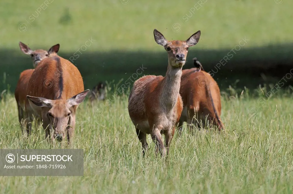 Red deer (Cervus elaphus), does, hinds, state game reserve, Lower Saxony, Germany, Europe, PublicGround