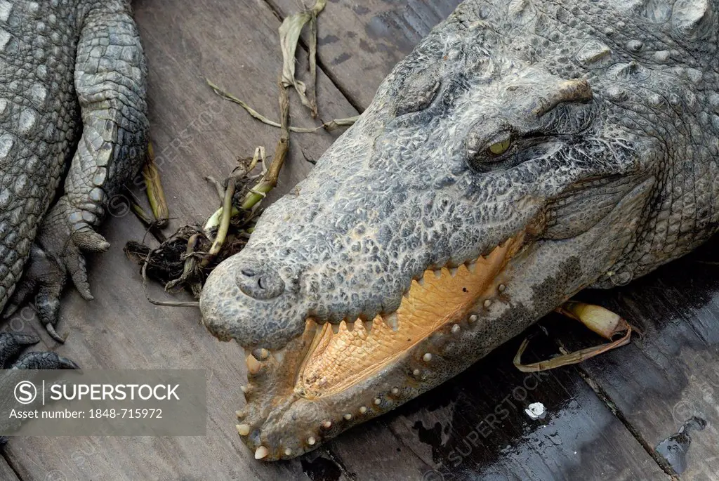 Crocodile (Crocodilia) in a crocodile farm on Tonle Sap Lake, Siem Reap, Cambodia, Southeast Asia, Asia