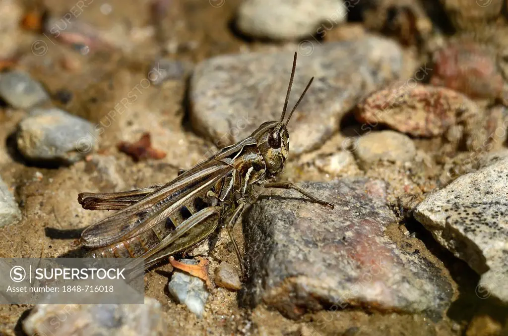 Bow-winged Grasshopper (Chorthippus biguttulus), near Lassahn, Schaal Lake region, Mecklenburg-Western Pomerania, Germany, Europe