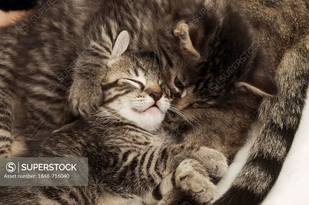 Kitten cuddling with mother cat
