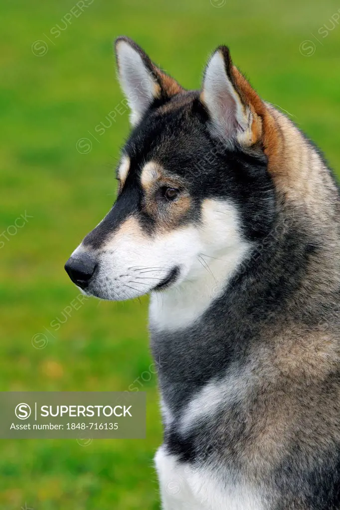 Siberian Husky (Canis lupus familiaris), one year old male, portrait