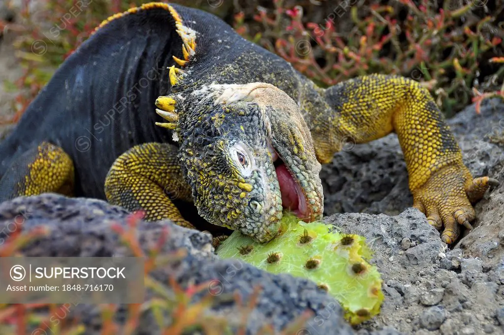Galapagos land iguana (Conolophus subcristatus) feeding on prickly pear, Galapagos, Ecuador, South America