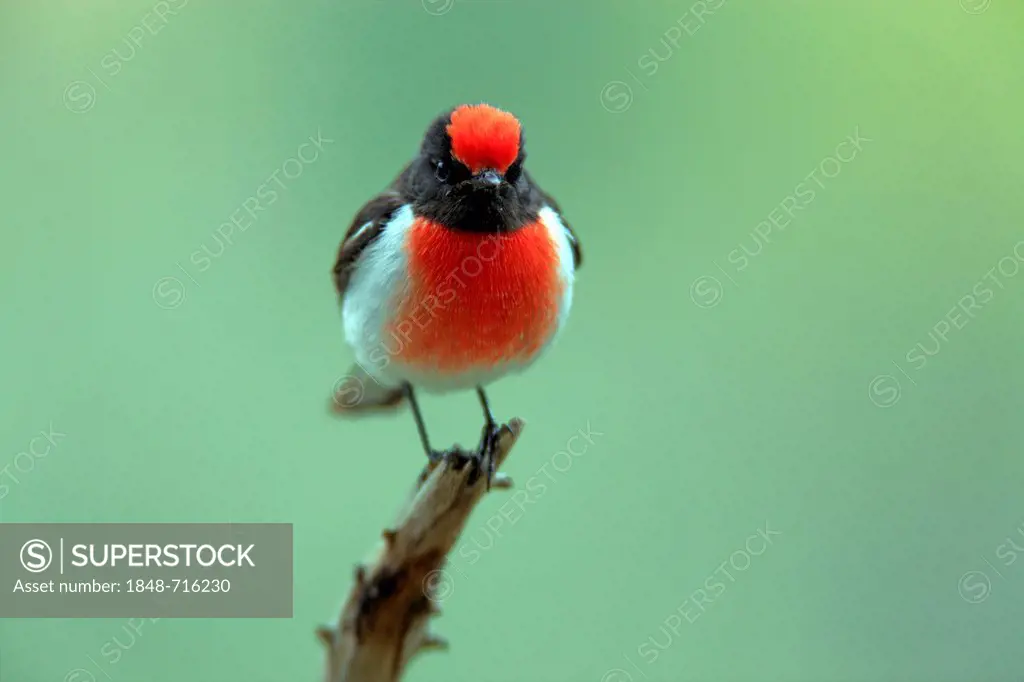 Red-capped Robin (Petroica goodenovii), adult, perched on branch, Outback, Northern Territory, Australia