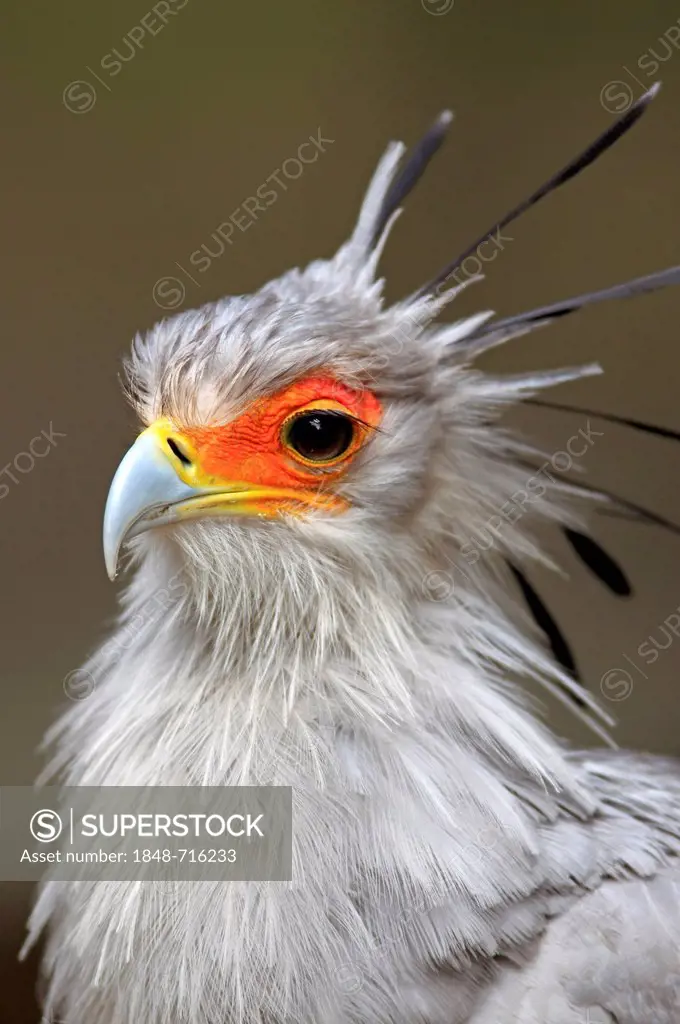 Secretarybird or Secretary Bird (Sagittarius serpentarius), adult, portrait, Cape Town, South Africa, Africa