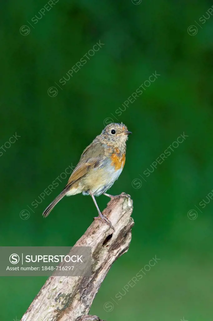 European Robin (Erithacus rubecula), juvenile, perching, south-east England, United Kingdom, Europe