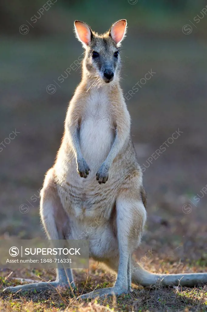 Agile wallaby, sandy wallaby (Macropus agilis), Northern Territory, Australia