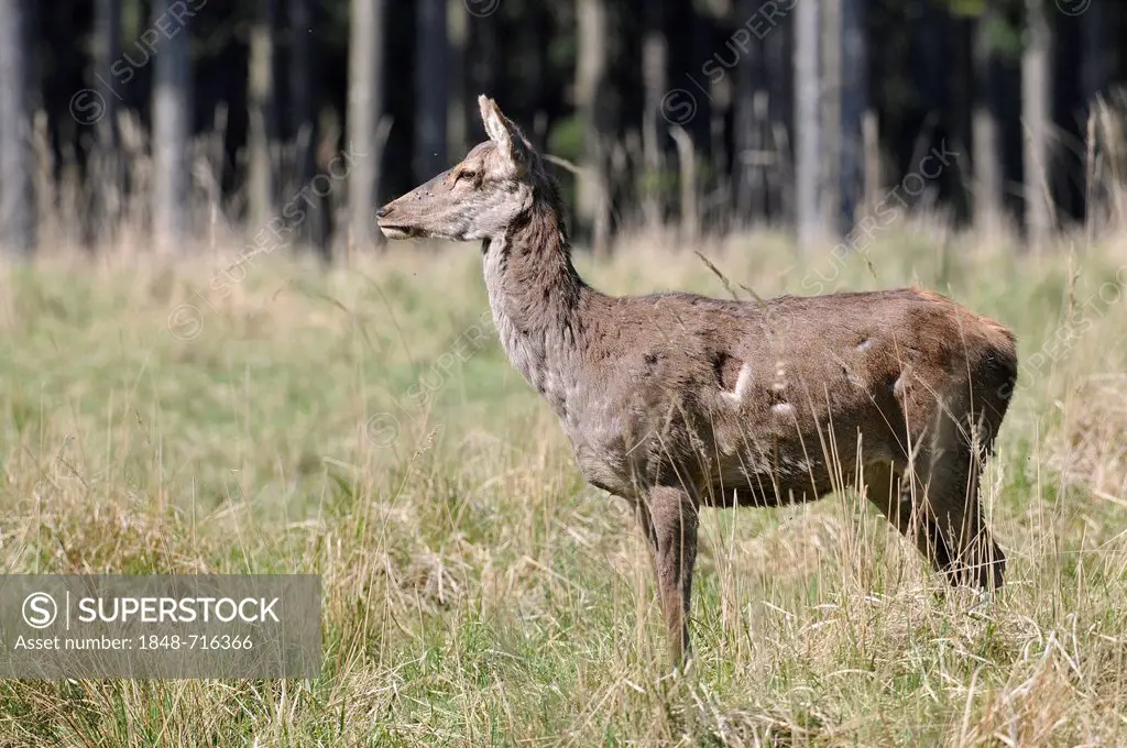 Red deer (Cervus elaphus), doe, hind, shedding, state game reserve, Lower Saxony, Germany, Europe, PublicGround