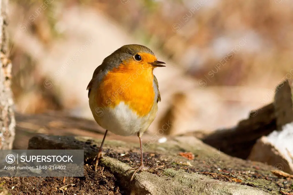 Robin (Erithacus rubecula) at a feeding site, Bad Sooden-Allendorf, Hesse, Germany, Europe