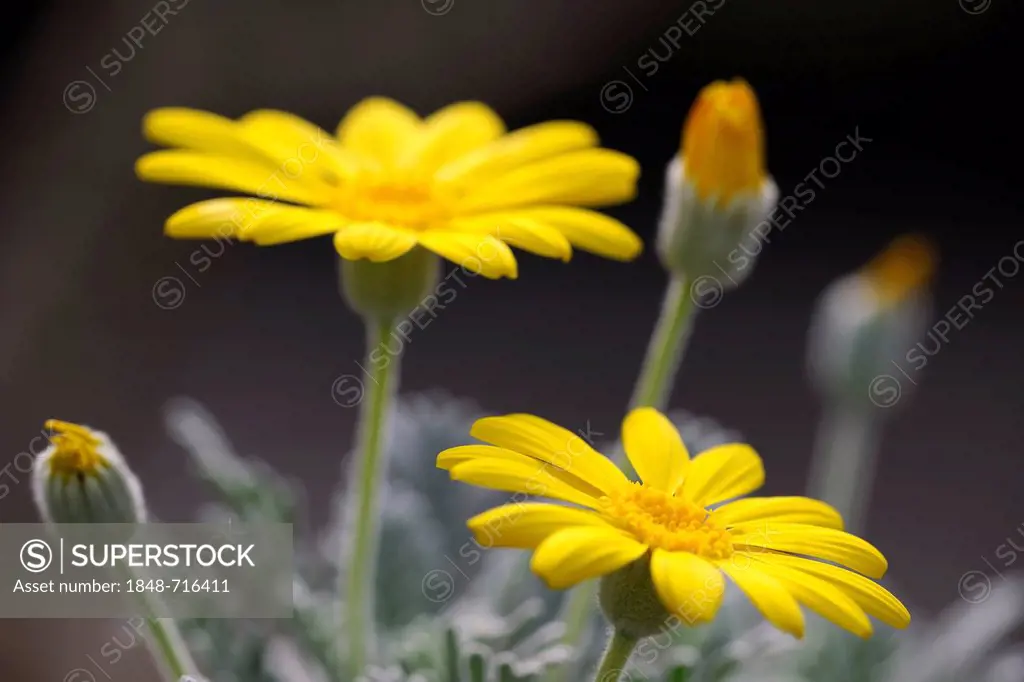 Yellow Bush Daisy (Euryops pectinatus), South Africa