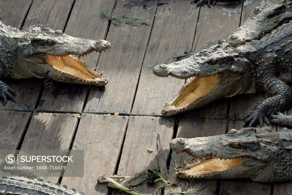 Crocodiles (Crocodilia) in a crocodile farm on Tonle Sap Lake, Siem Reap, Cambodia, Southeast Asia, Asia