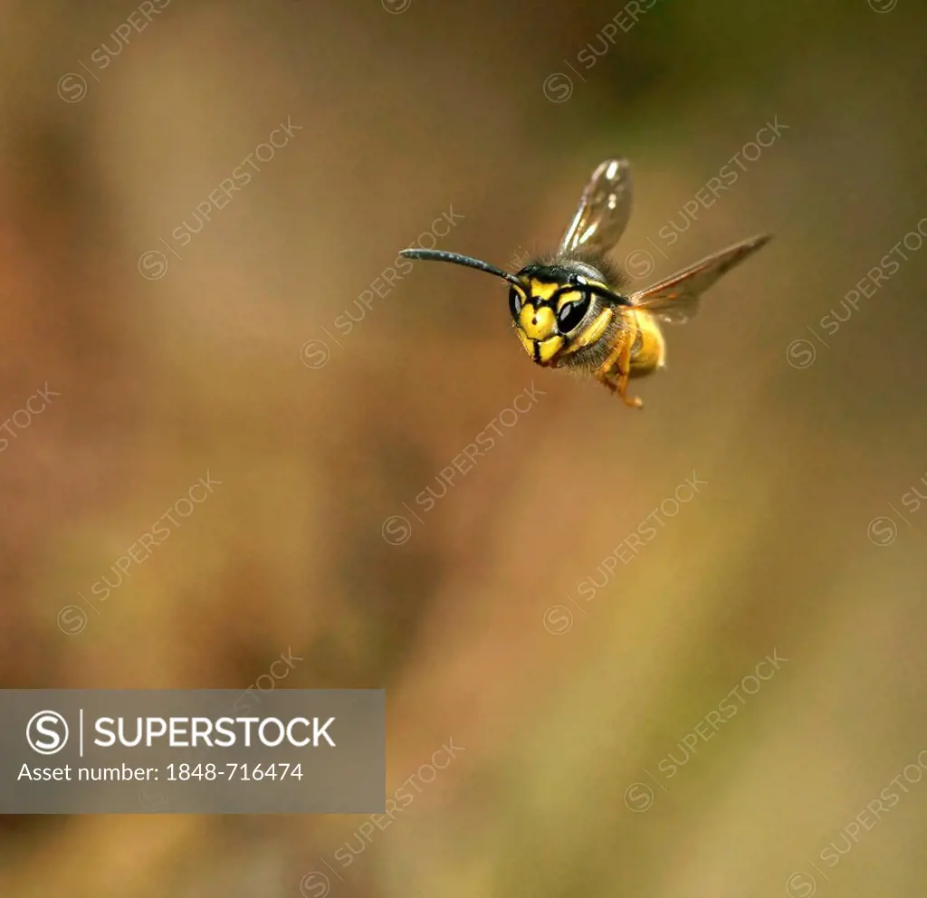 German Wasp or European Wasp (Vespula germanica), Hesse, Germany, Europe