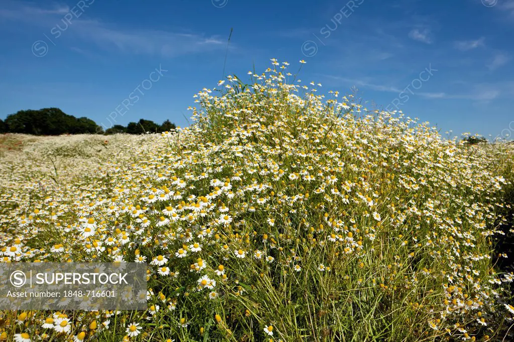 Meadow full of Camomile (Matricaria chamomilla), Schleswig-Holstein, Germany, Europe