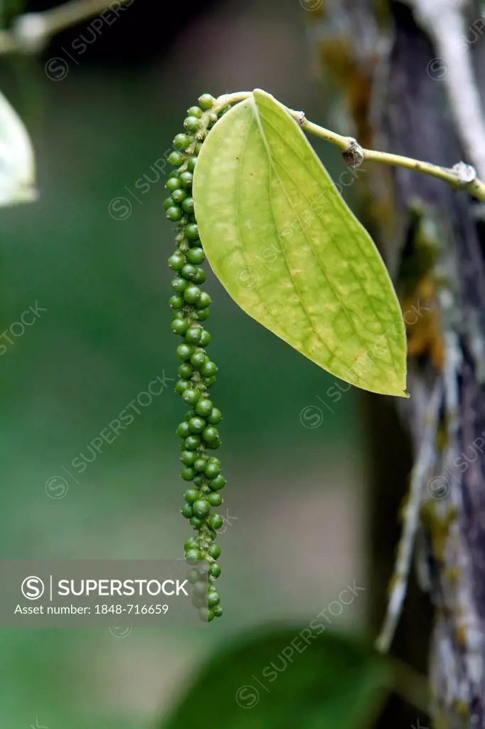 Black Pepper (Piper nigrum), Singapore, Southeast Asia, Asia