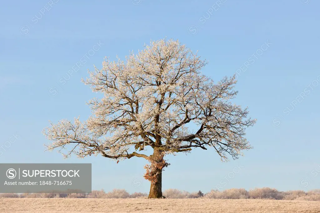 Pedunculate Oak (Quercus robur) covered in hoarfrost, Swabian Alb, Baden-Wuerttemberg, Germany, Europe