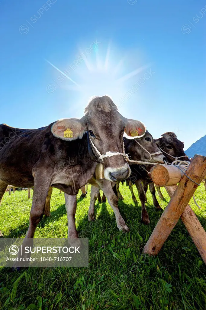 Cows standing on a meadow after arriving at the village, ceremonial driving down of cattle from the mountain pastures, Pfronten, Ostallgaeu district, ...